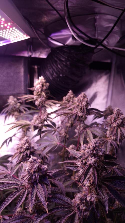 Fem 11 - Photoperiodic TestSeed FastBuds. Week 15