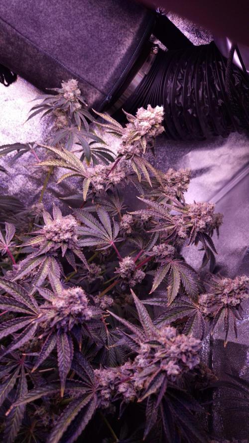 Fem 11 - Photoperiodic TestSeed FastBuds. Week 15