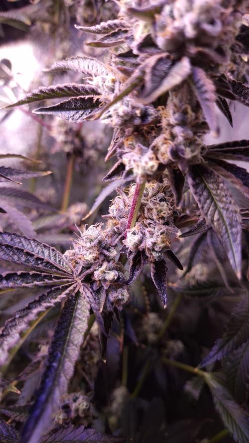 Fem 11 - Photoperiodic TestSeed FastBuds. Week 15