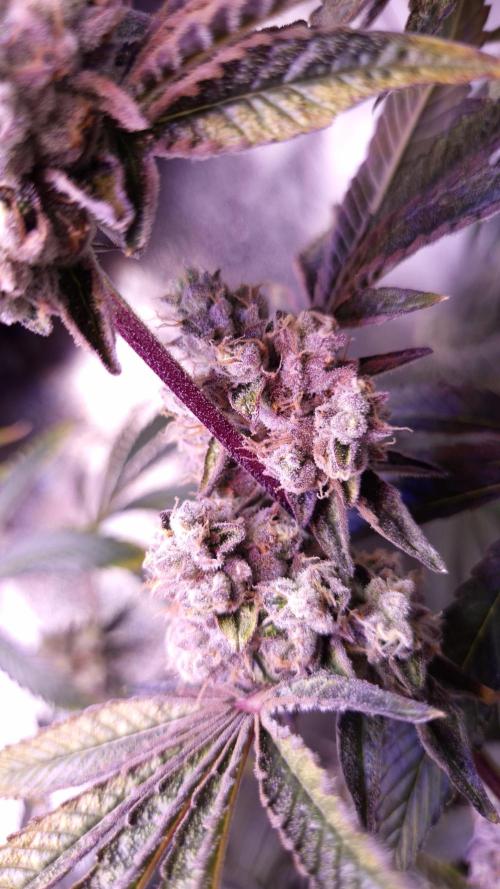 Fem 11 - Photoperiodic TestSeed FastBuds. Week 15