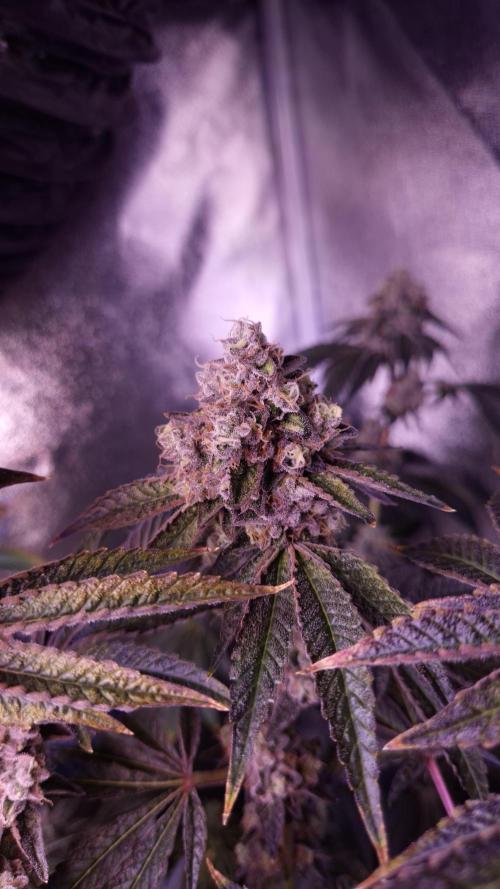 AeroZesh S6 Inline Fan. Week 15