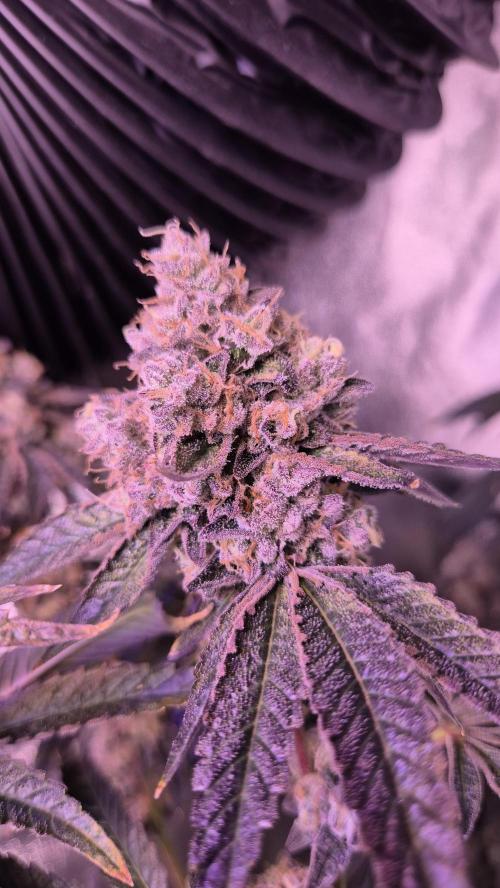 Fem 11 - Photoperiodic TestSeed FastBuds. Week 16
