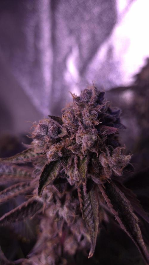 Fem 11 - Photoperiodic TestSeed FastBuds. Week 16
