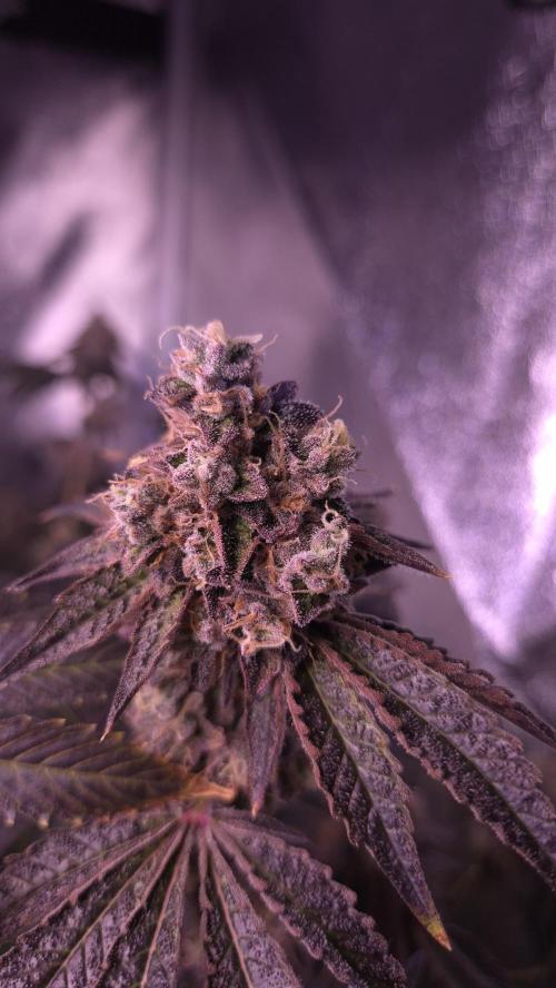 Fem 11 - Photoperiodic TestSeed FastBuds. Week 16
