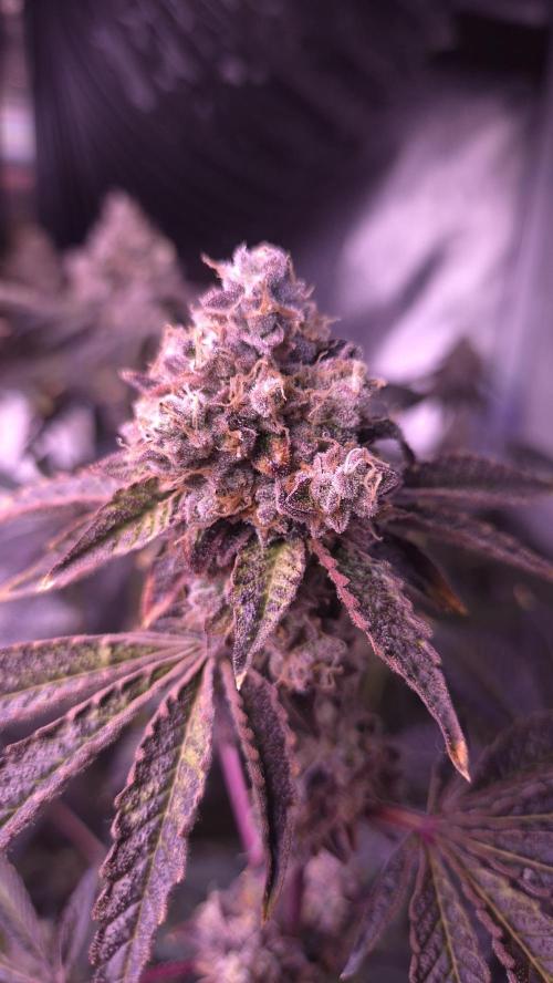 Fem 11 - Photoperiodic TestSeed FastBuds. Week 16