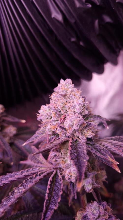 Fem 11 - Photoperiodic TestSeed FastBuds. Week 16