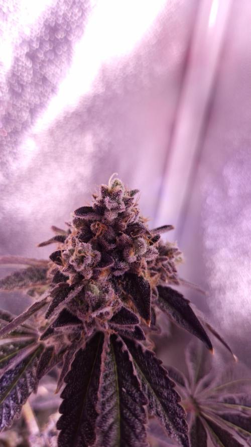 AeroZesh S6 Inline Fan. Week 16