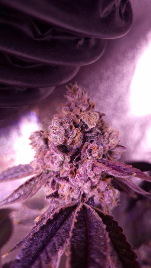Fem 11 - Photoperiodic TestSeed FastBuds. Week 17