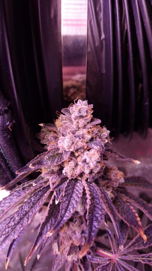 Fem 11 - Photoperiodic TestSeed FastBuds. Week 17
