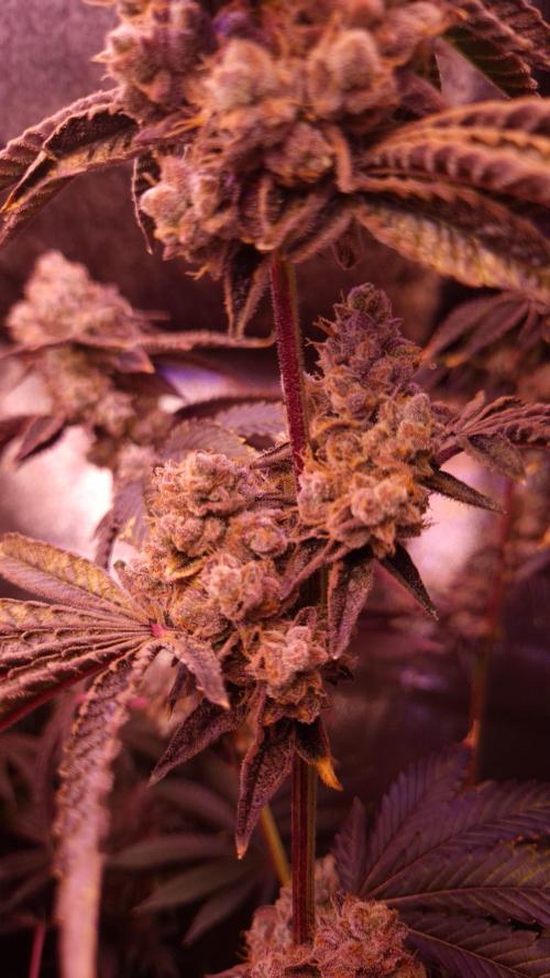 Fem 11 - Photoperiodic TestSeed FastBuds. Week 17