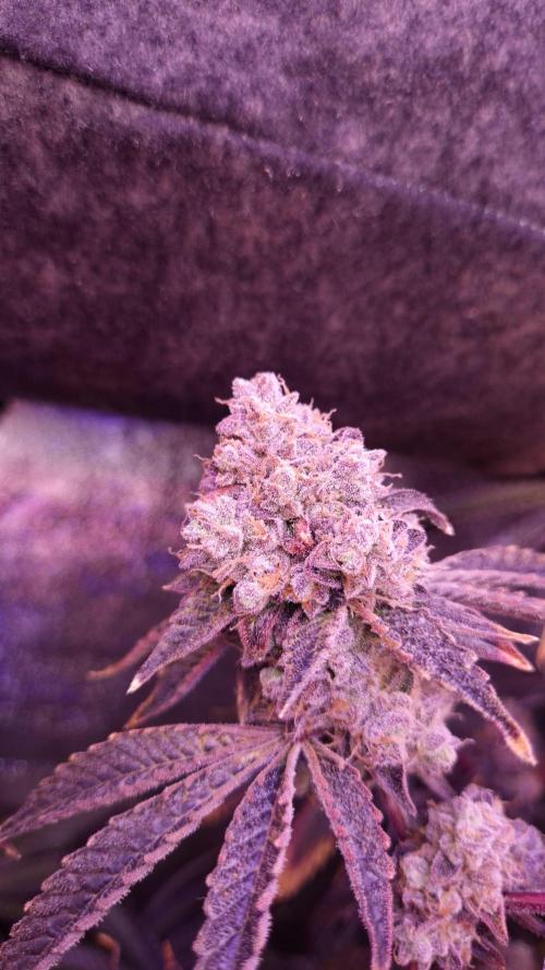 Fem 11 - Photoperiodic TestSeed FastBuds. Week 17