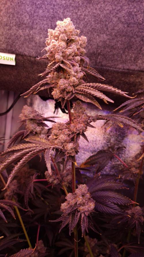 Fem 11 - Photoperiodic TestSeed FastBuds. Week 17