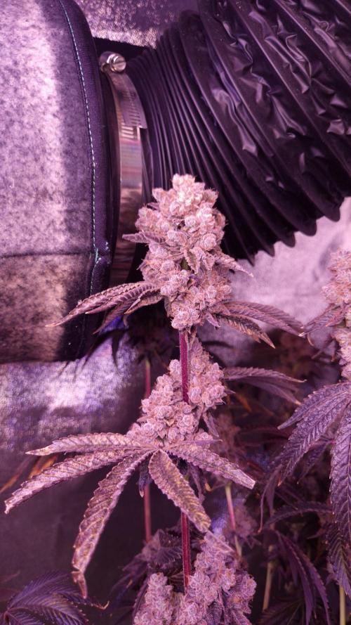Fem 11 - Photoperiodic TestSeed FastBuds. Week 18