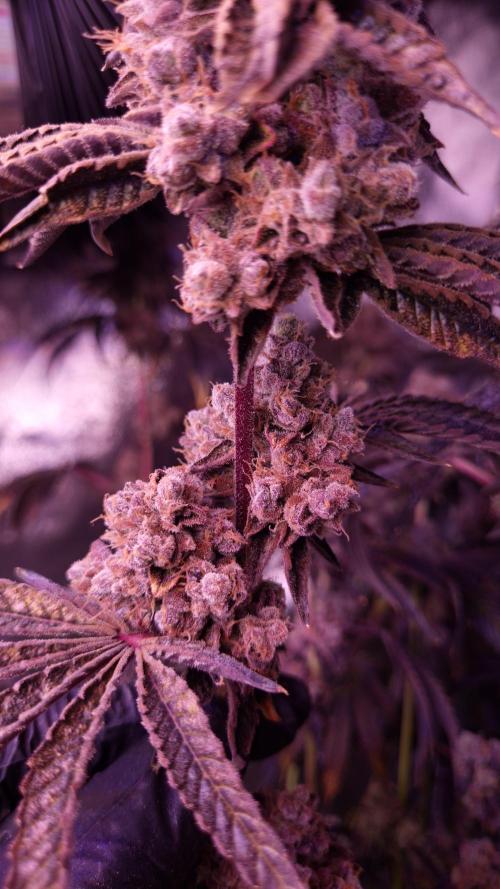 Fem 11 - Photoperiodic TestSeed FastBuds. Week 18