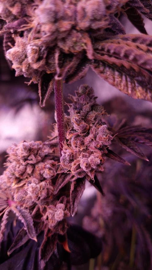Fem 11 - Photoperiodic TestSeed FastBuds. Week 18