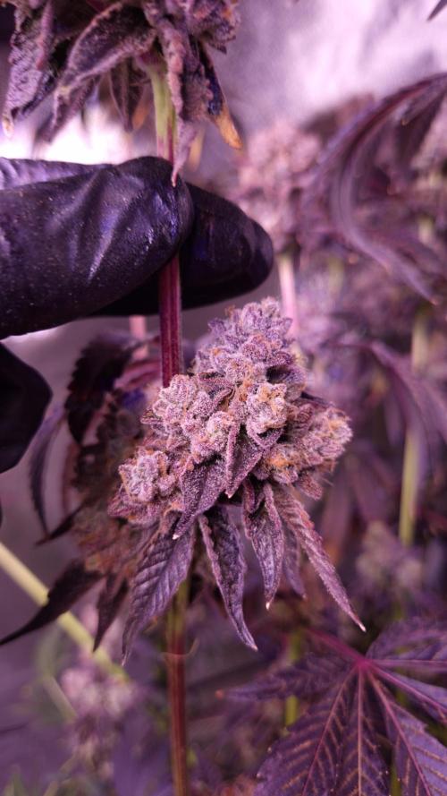 Fem 11 - Photoperiodic TestSeed FastBuds. Week 18