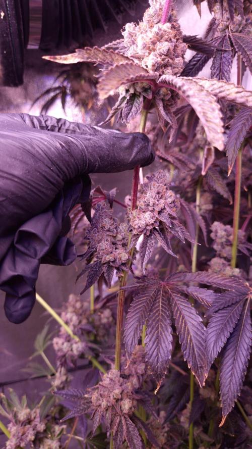 Fem 11 - Photoperiodic TestSeed FastBuds. Week 18