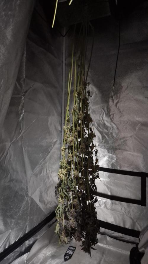 Fem 11 - Photoperiodic TestSeed FastBuds. Week 18
