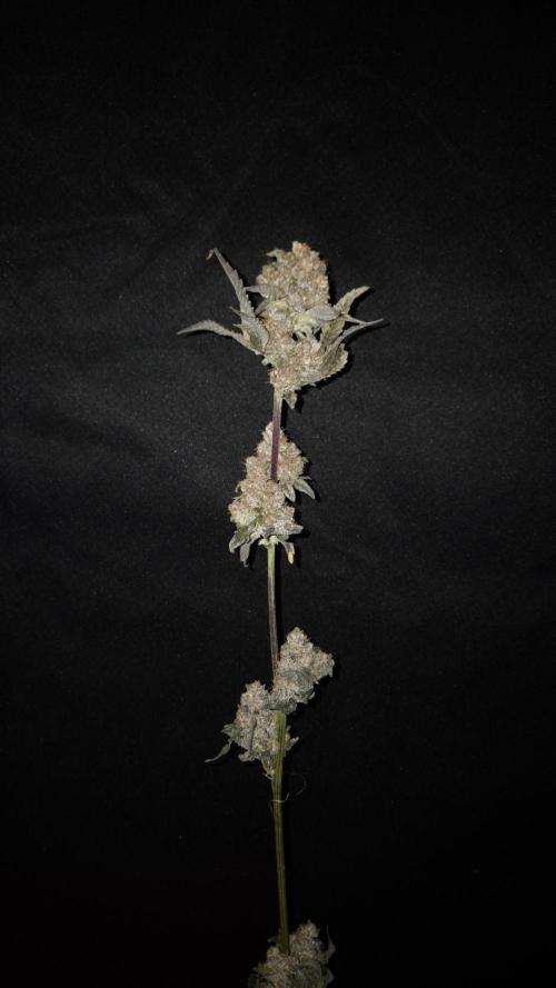 Fem 11 - Photoperiodic TestSeed FastBuds. Week 18