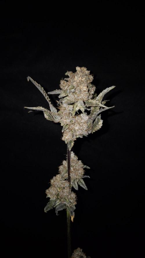 Fem 11 - Photoperiodic TestSeed FastBuds. Week 18