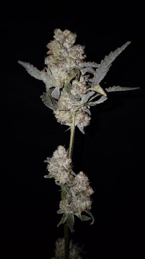 Fem 11 - Photoperiodic TestSeed FastBuds. Week 18
