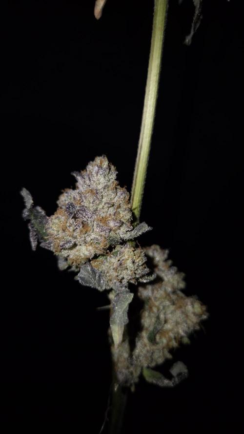 Fem 11 - Photoperiodic TestSeed FastBuds. Week 18