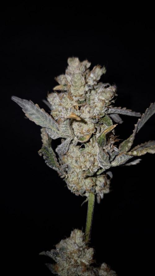 Fem 11 - Photoperiodic TestSeed FastBuds. Week 18