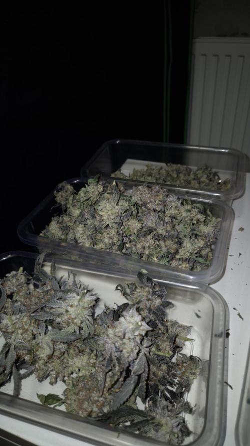 Fem 11 - Photoperiodic TestSeed FastBuds. Week 18