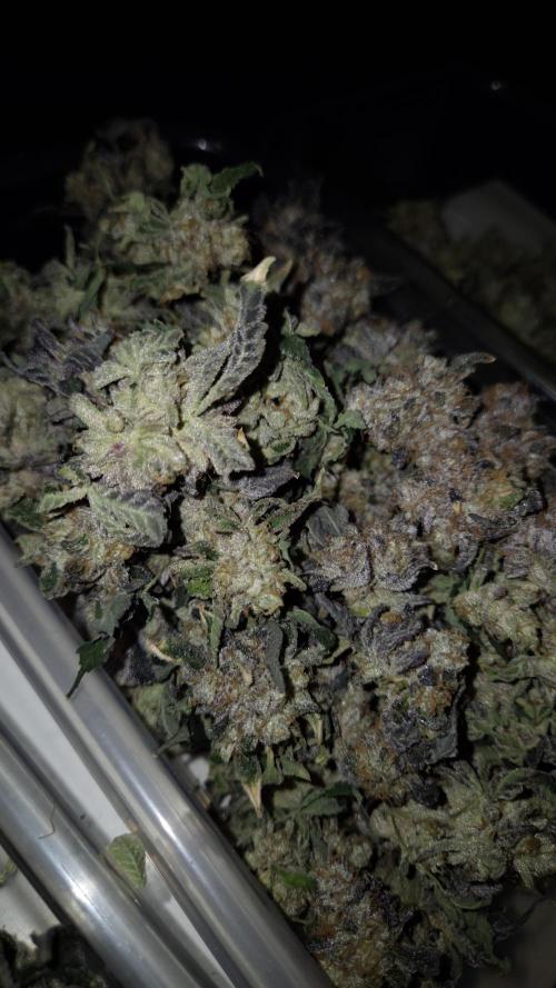 Fem 11 - Photoperiodic TestSeed FastBuds. Week 18
