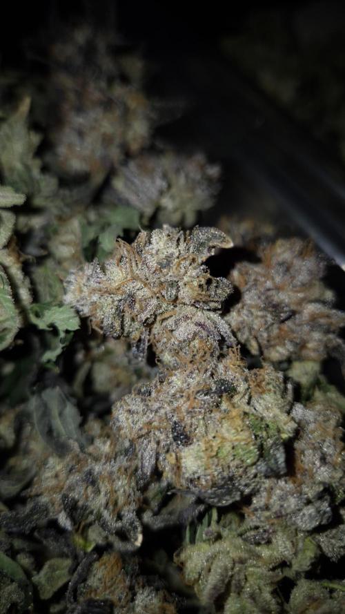 Fem 11 - Photoperiodic TestSeed FastBuds. Week 18