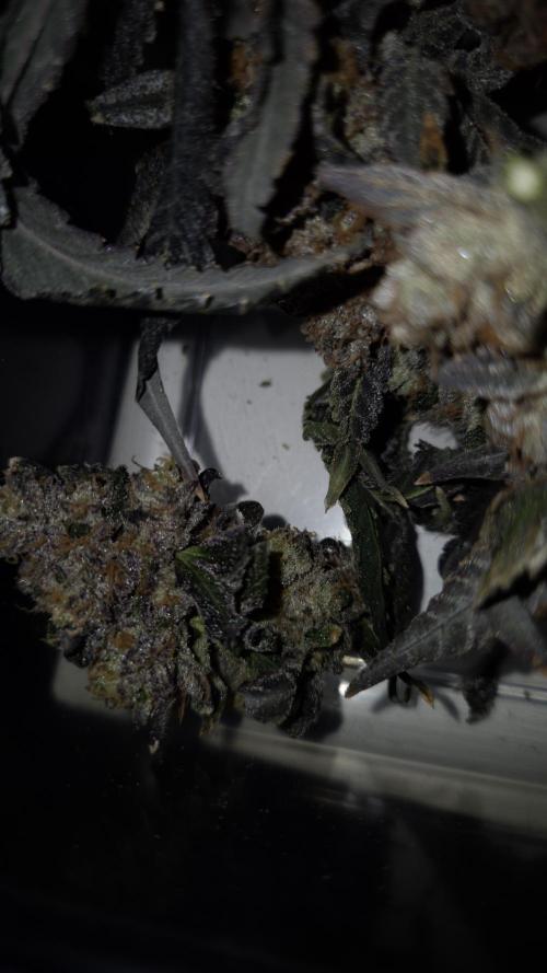 Fem 11 - Photoperiodic TestSeed FastBuds. Week 18
