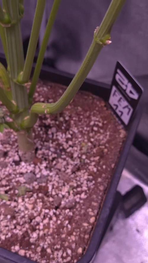 Fem 11 - Photoperiodic TestSeed FastBuds