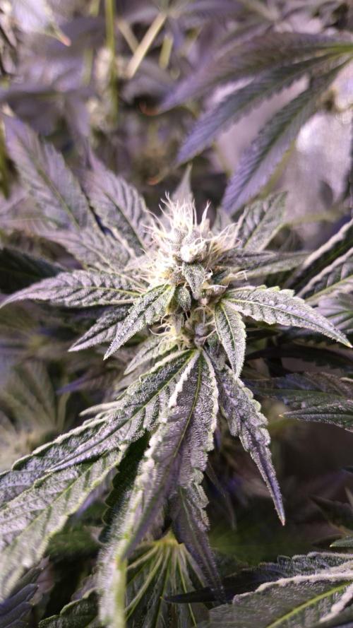 GG4 - FastBuds. Week 13