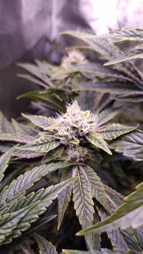 GG4 - FastBuds. Week 13