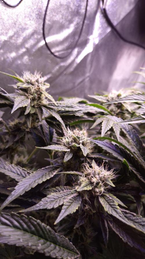GG4 - FastBuds. Week 13