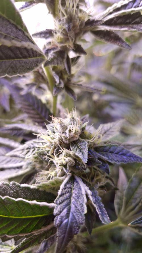 GG4 - FastBuds. Week 13