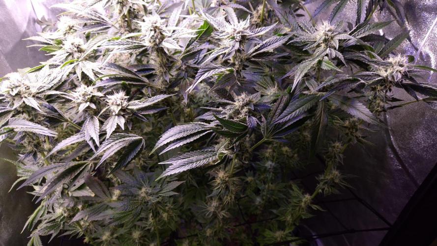GG4 - FastBuds. Week 13