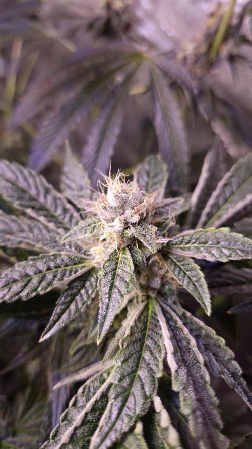 GG4 - FastBuds. Week 14