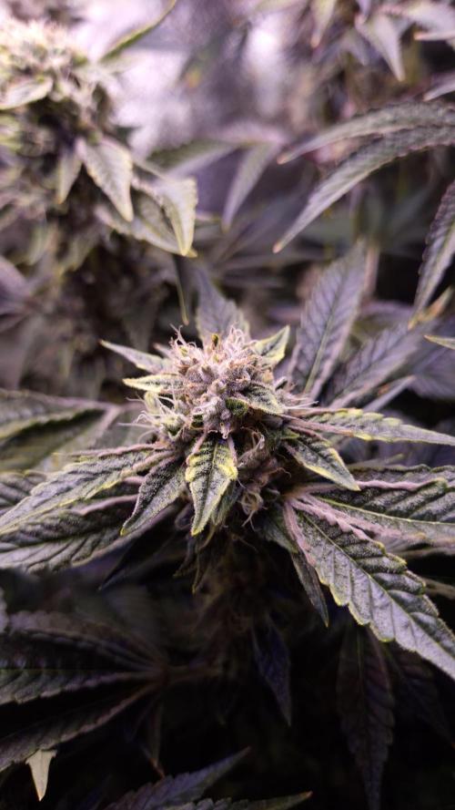 GG4 - FastBuds. Week 14