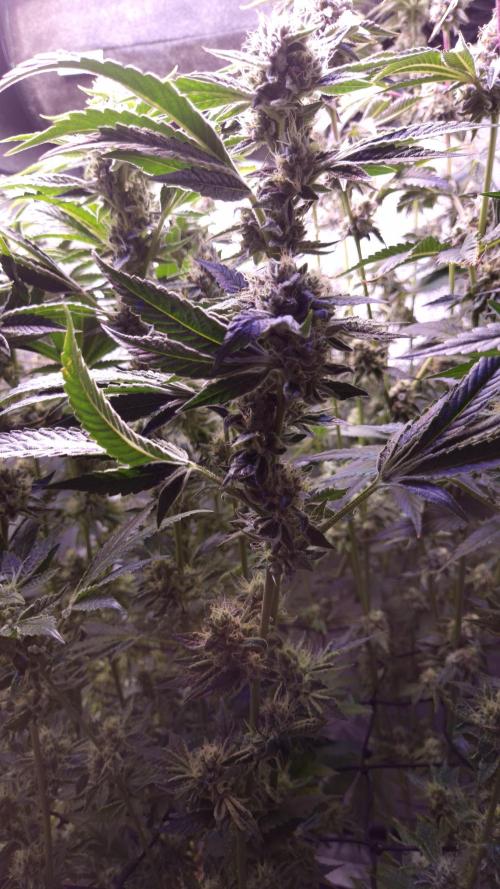 GG4 - FastBuds. Week 14