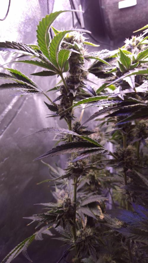 GG4 - FastBuds. Week 14