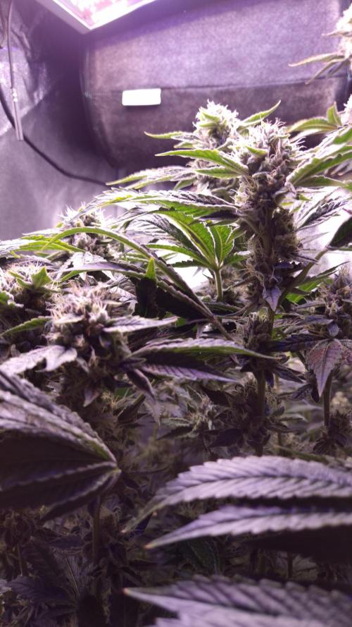 GG4 - FastBuds. Week 14
