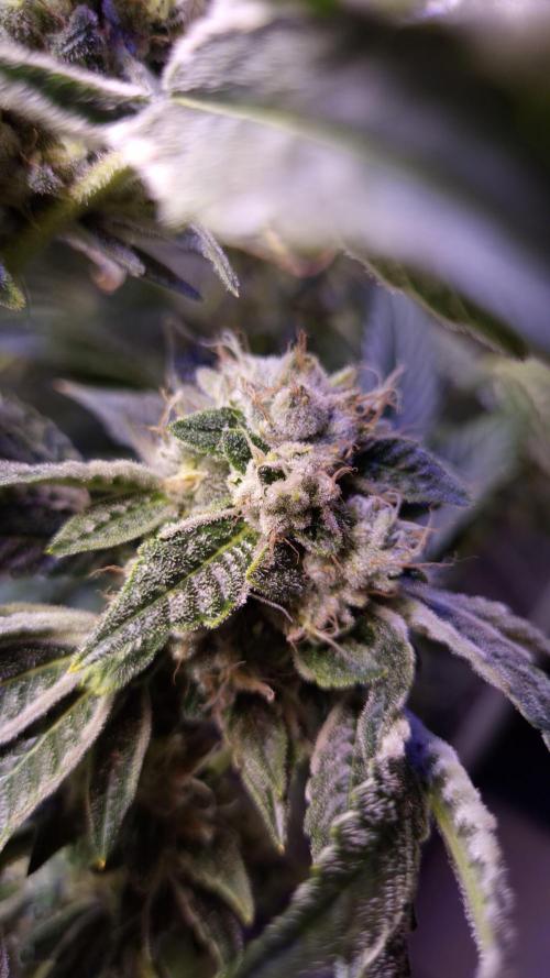 GG4 - FastBuds. Week 14