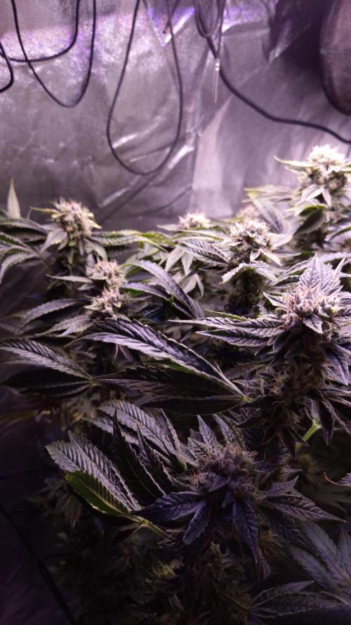 GG4 - FastBuds. Week 14