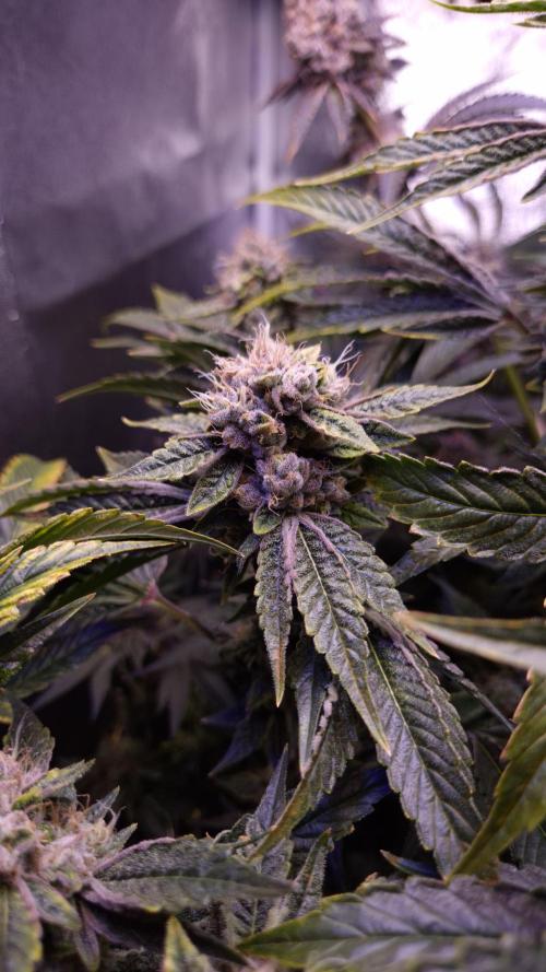GG4 - FastBuds. Week 15