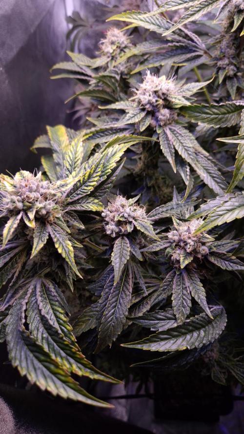 GG4 - FastBuds. Week 15