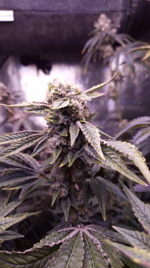 GG4 - FastBuds. Week 15