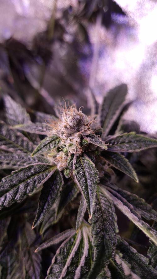 GG4 - FastBuds. Week 15