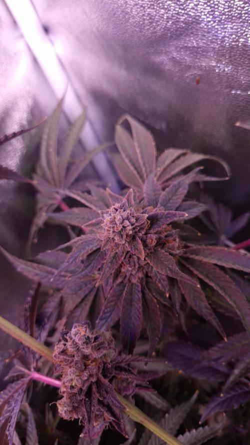 Fem10 - Photoperiodic TestSeed FastBuds. Week 17