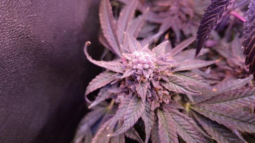 Fem10 - Photoperiodic TestSeed FastBuds. Week 17